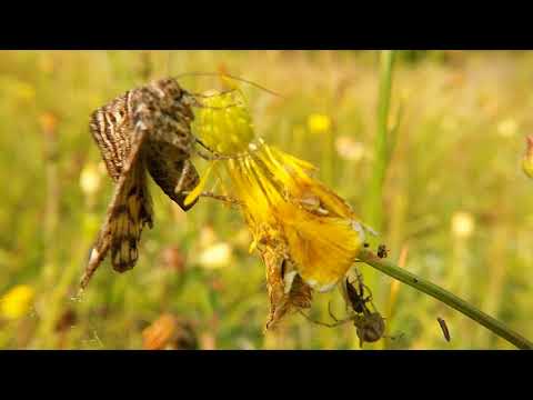 SKRZEK/BLOOM and MAKOWIECKI - RADUŃ