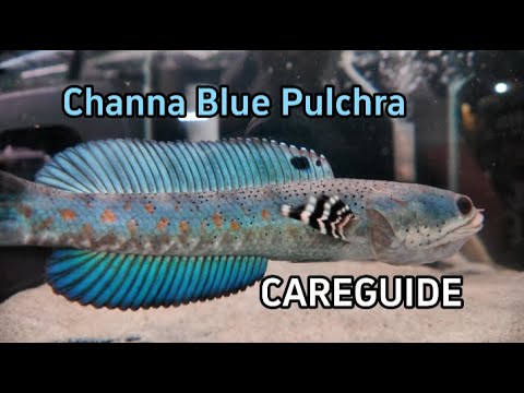 Channa pulchra peacock snakehead care guide