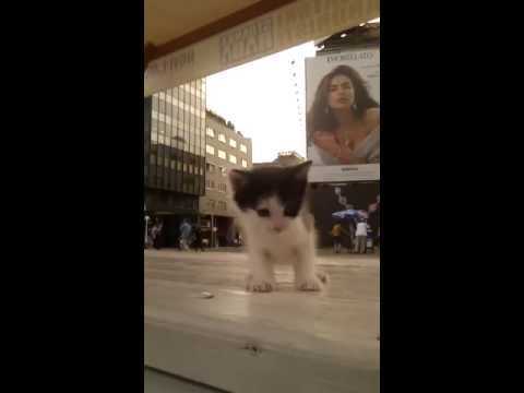 Mace maleno trazi,tko ce ga udomiti - Svibanj 2013 21:00