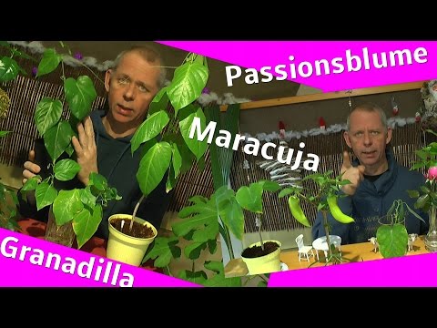 Vom Samen zur Pflanze die Granadilla Passionsblume auch vom Steckling