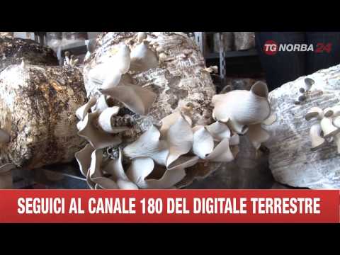 POTENZA FUNGHI DAI FONDI DEL CAFFE'