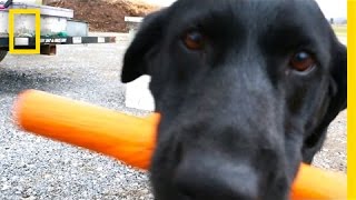 This Dog's Nose Saves Bees | National Geographic
