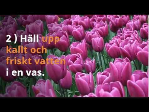 Så Lyckas Du Med Tulpanerna