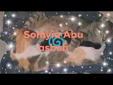 Shan cat is doing massage to Laura cat