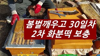 2024 봄벌 깨우고 30일차, 2회차 화분떡 보충
