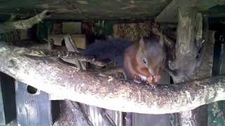 preview picture of video 'Red Squirrels at Totnes Rare Breeds Farm'