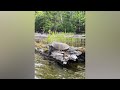 ‘Is that real?’ Madison man photographs massive turtle near Mercer