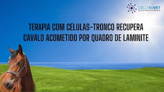 Terapia com células-tronco de CELLTROVET recupera cavalo acometido por um quadro de laminite