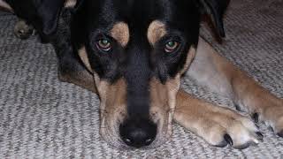 Doggone it!  No Content this week.