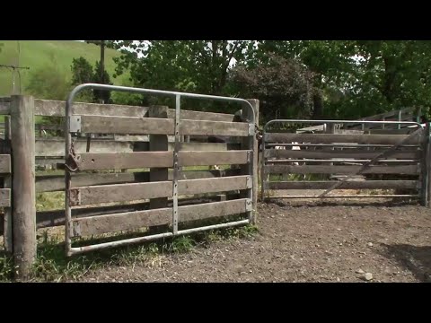 New Zealand poplar farm milling - the full length video