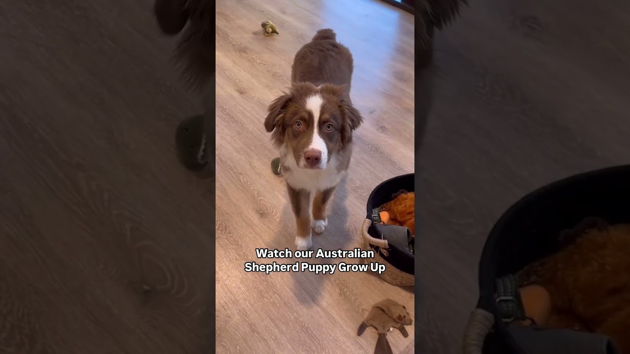 Watch our Australian Shepherd puppy grow up from 8 weeks to 1 year 🐶 #australianshepherd #cute