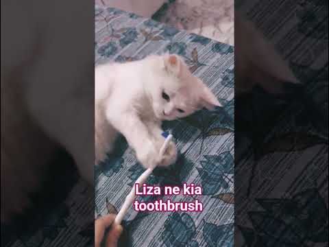 #viral #cat #cuteanimal #cutecat #cute #reels #cutepet #animals #love #pets