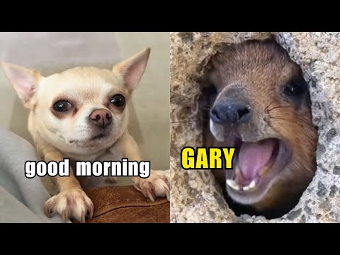 Funny Animal Voiceovers (Ep.5)