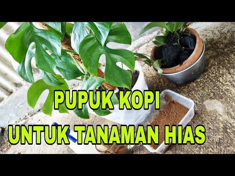 PUPUK ORGANIK KOPI UNTUK TANAMAN HIAS DAN ANGGREK - PAKAI METODE RENDAM ‼️