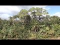 The Plant Community Of Kaberu In Kudaka Island　bj50 Mov