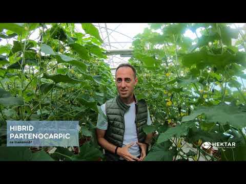 What does parthenocarpic cucumbers mean?