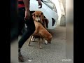 Dhom Machale Dog Fuck