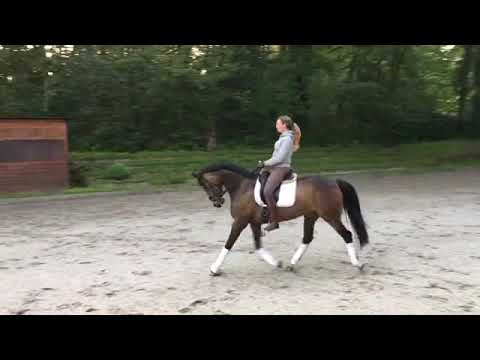 OL Stute "Bouquet" von Best of Gold / Hohenstein