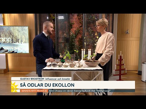 Gustav visar hur du odlar ekollon: ”En hyllning till min mamma” | Nyhetsmorgon | TV4 & TV4 Play