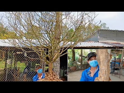 Bonsai Apricot, finished product of four seasons gl ng March 18, 2022 (Zalo_0939 390 650 @BAO)_H....