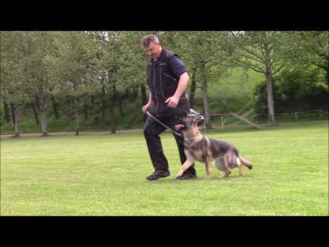 Trixi z Jukasu - obedience - 8,5 months