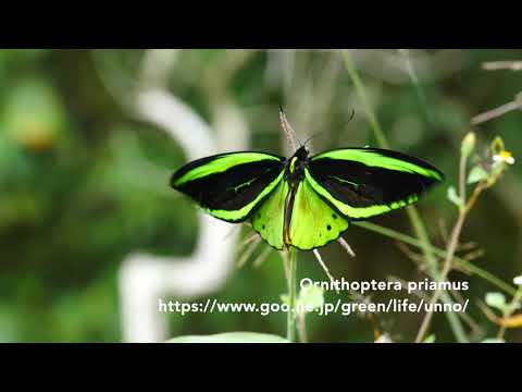 トリバネアゲハの仲間たち　Birdwing butterflies of Papua &amp; Solomon