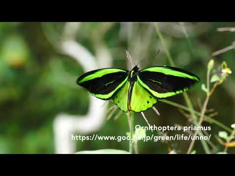 トリバネアゲハの仲間たち　Birdwing butterflies of Papua & Solomon