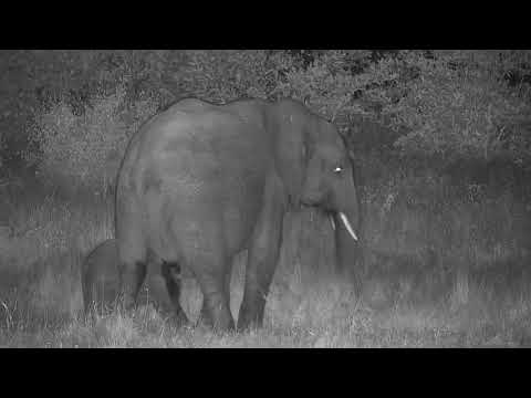 Djuma: Elephant female and small calf - 19:55 - 04/04/21
