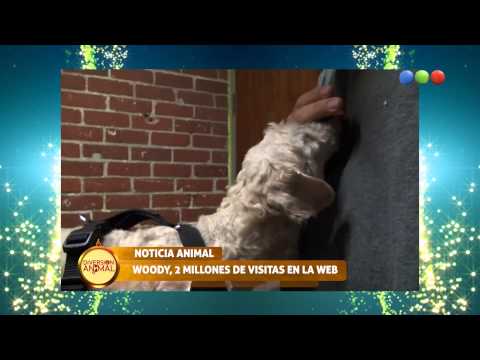 Noticia animal, Woody una historia conmovedora - Diversion Animal