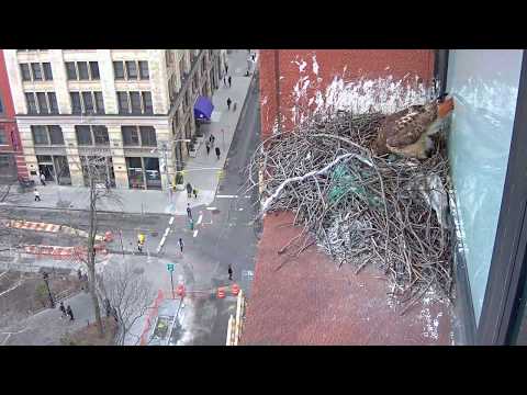 1st Hawk egg for 2019 (NYU Nest Cam Footage)