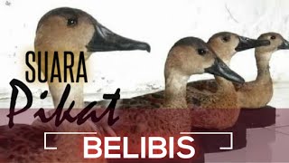Download lagu SUARA PIKAT BELIBIS || PANCINGAN BELIBIS UNTUK PIKAT || KLIK DAN BUKTIKAN KE AMPUHANNYA mp3