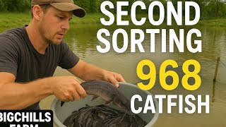 Second Sorting of Our 1,100 Catfish | We Now Have 968 Left at BigChills Farm