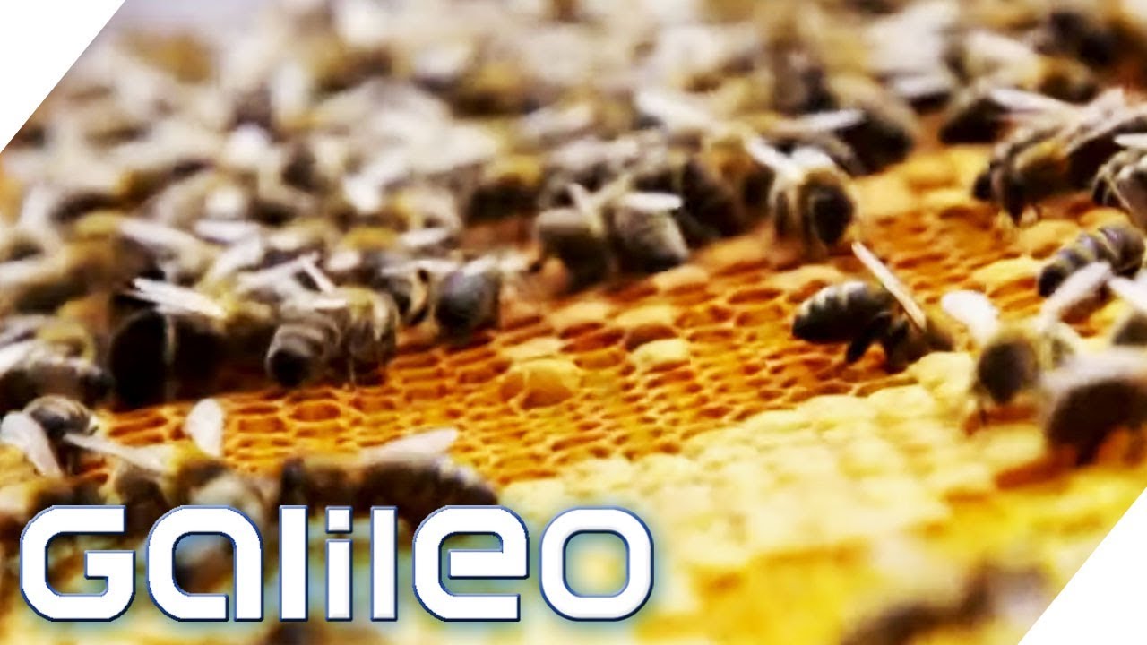 90€ pro Glas! Was macht den Manuka-Honig so wertvoll? | Galileo | ProSieben