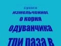 Лечебные свойства цветков одуванчика противопоказания 