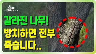나무 갈라짐!! 이렇게 해결해보세요~ ㅣ 갈라진 나무 해결방법 ㅣ 나무가 갈라지는 이유