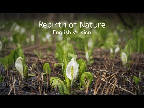Rebirth of Nature
