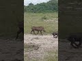 Wild Warthog Run