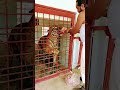 Tiger Badshah Animaldog Animal Badboyshah Dogbreeds Dog Liondog Dogtypes Lion