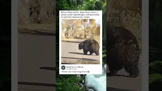 Black bear prepares for hibernation