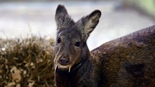 RARE KASHMIR MUSK DEER SEEN AGAIN ~ FIRST TIME IN 66 YEARS!