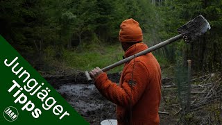 Sauen bei Tageslicht an der Kirrung | Jungjägertipps