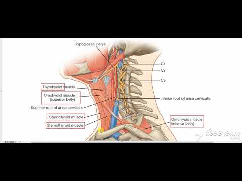 Infrahyoid muscles lateral view