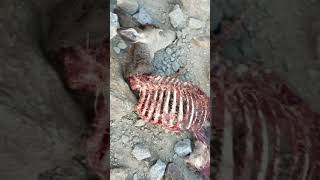 Mass Deer Suicide at Bishop Pass