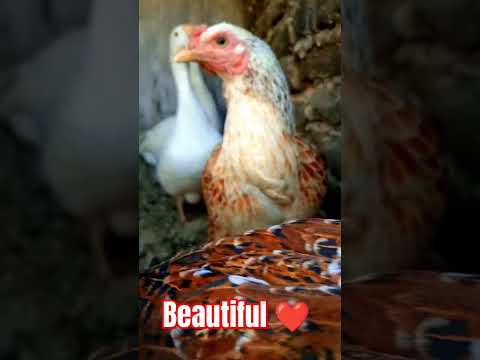 Hilarious Goose Soars, Adorable Duck Captivates, and Clucking Hens Spark Laughter #viral #shorts