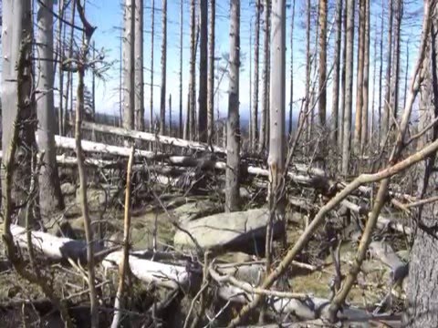 Ilsenburg; Wanderung zur Taubenklippe