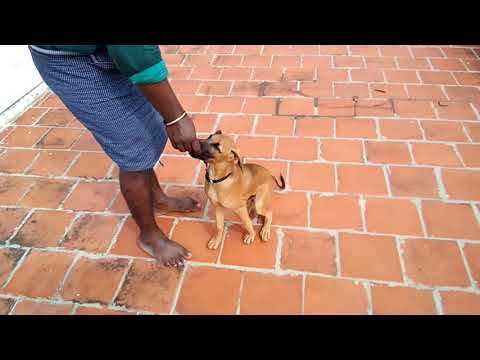 Kompai dog named as Anbu training