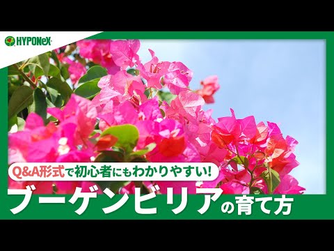 花の咲く低木を配した外観デザイン
