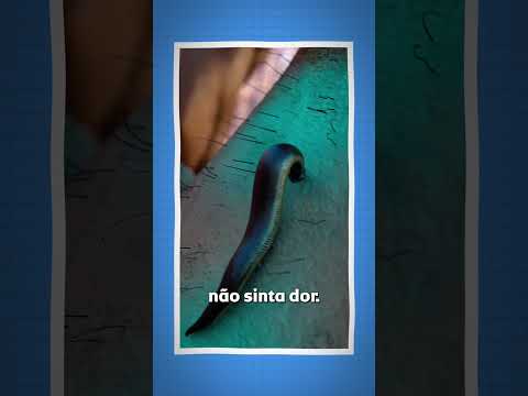 Is this how a leech feeds? 😨 #shorts