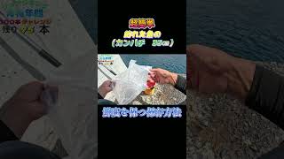 超簡単！釣った魚（カンパチ　35㎝）を鮮度を保つ方法で保存してみた。#shorts #釣り #ショアジギング
