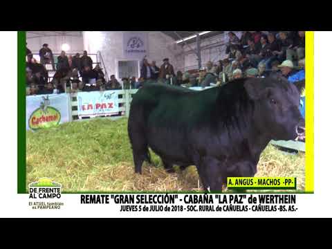 DE FRENTE AL CAMPO junto a CABAÑA "LA PAZ" -REMATE MACHOS ANGUS PP -